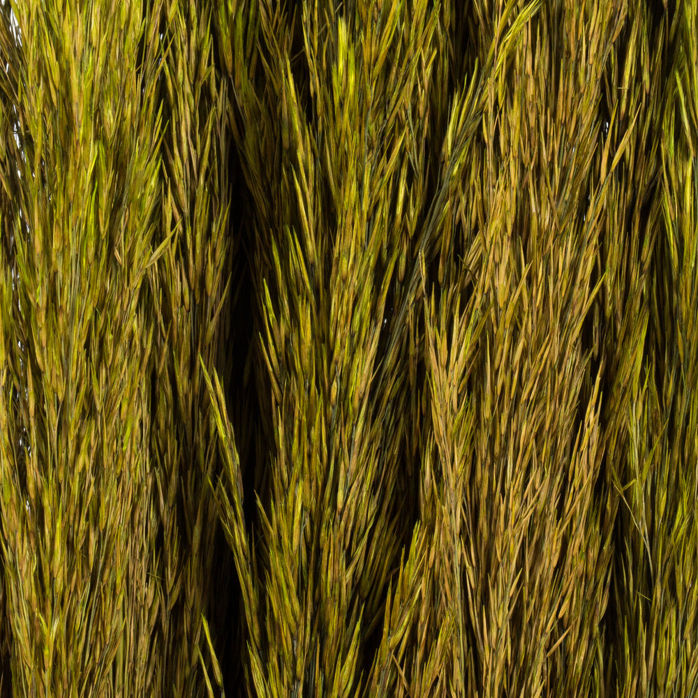 Vickerman 36" Green Plume Reed Bundle (15-20 stems) Preserved
