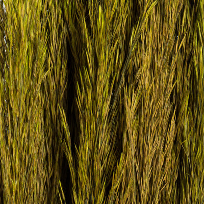 Vickerman 36" Green Plume Reed Bundle (15-20 stems) Preserved