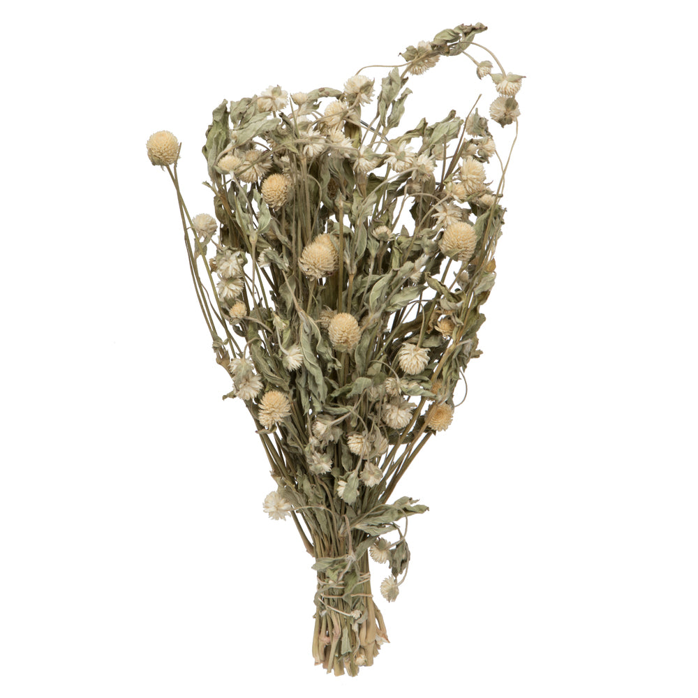 Vickerman Natural Botanicals 17-19" Cream Dried Gomphrena Globe Amaranth 4 oz. Bunch.