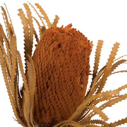 Vickerman 12" Autumn Banksia Flower with dyed foliage. Includes 25 Stems per Pack. Dried