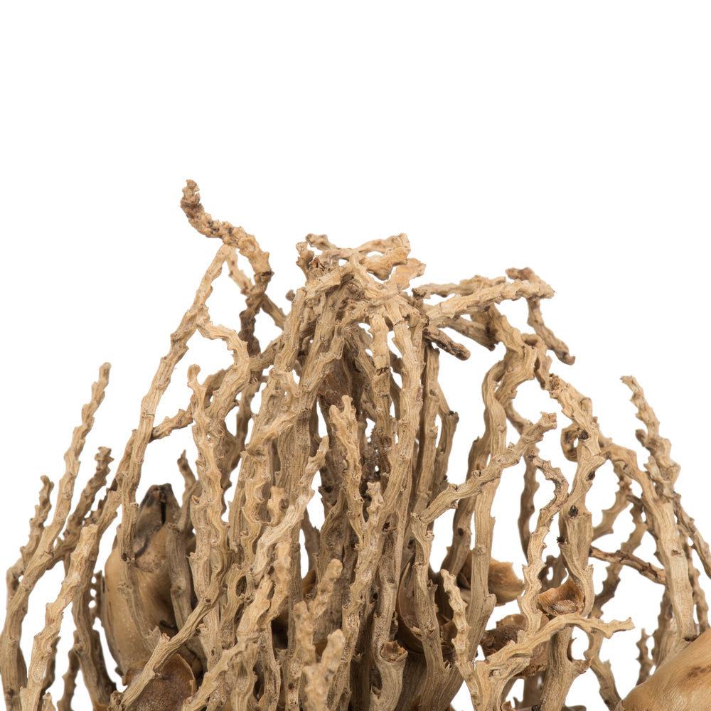 Vickerman 18 x 5" Natural Olympia Seed Pod - Small/Petite 1 piece Dried
