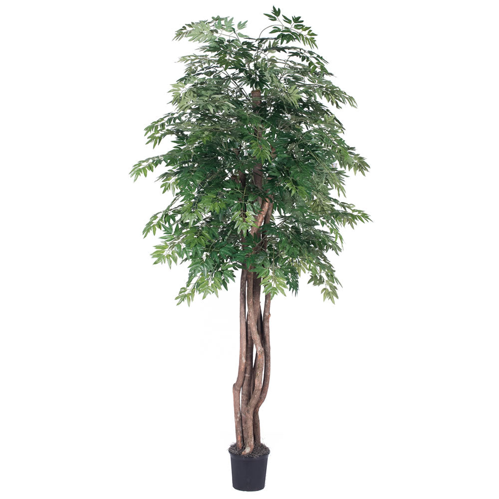 Vickerman 6' Artificial Ming Aralia Executive Black Plastic Pot