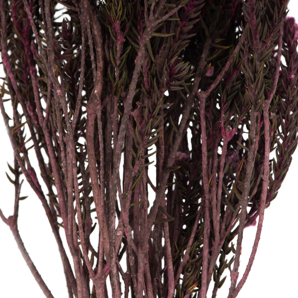 Vickerman 16-22" Purple Orchid Cotton Phylica Flower 4-5 oz Bundle Preserved