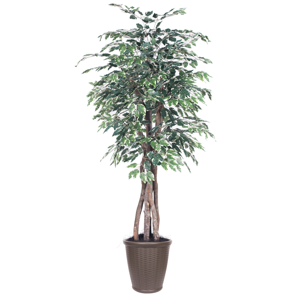 Vickerman 6' Artificial Variegated Ficus Executive Brown Round Plastic Container.
