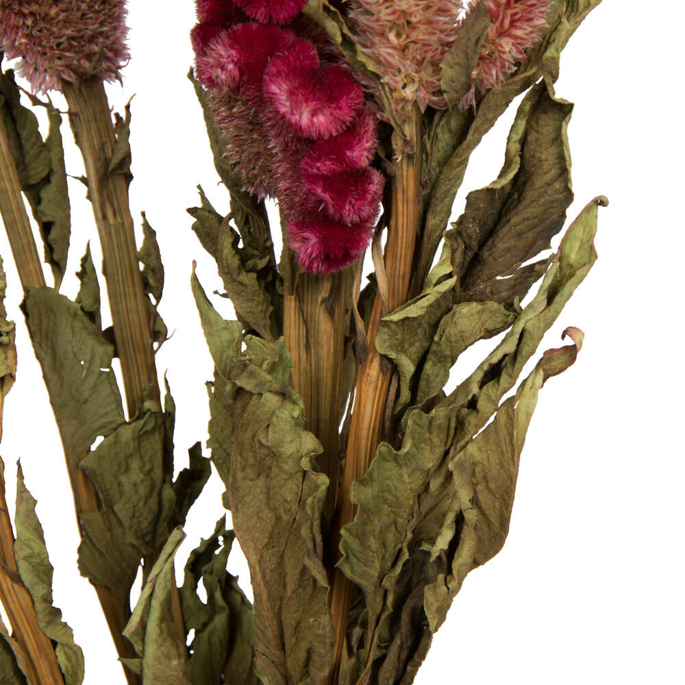 Vickerman Natural Botanicals 18-24" Burgundy Dried Celosia Coxcomb 4 oz. Bunch.