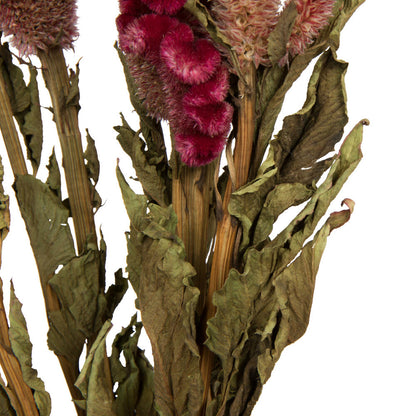 Vickerman Natural Botanicals 18-24" Burgundy Dried Celosia Coxcomb 4 oz. Bunch.