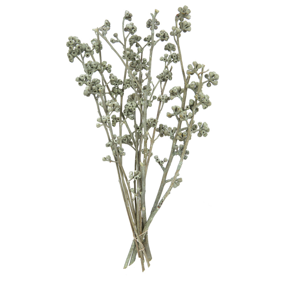 Vickerman Natural Botanicals 13" x 1-3" Red Gum Branch Green Frosted 14 stems per unit