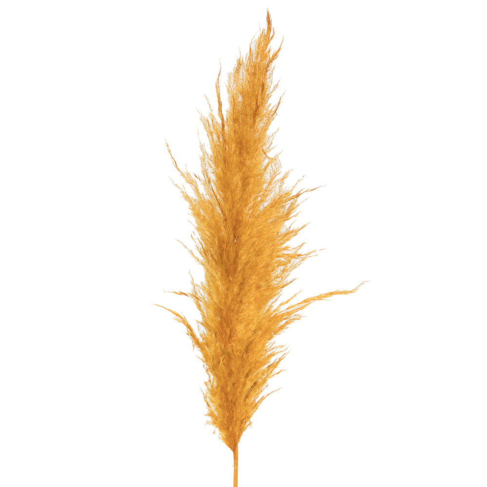 Vickerman 46" Dried Aspen Gold Pampas Grass 6 pack. It includes two stems. Recommended for Indoor.