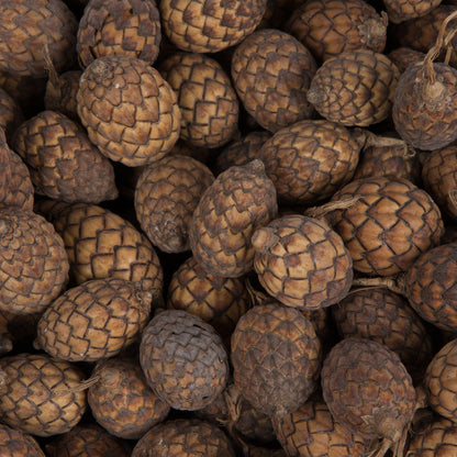 Vickerman Natural Botanicals 0.8-1.2 inch Cane Fruit Natural. Dried preserved natural product.