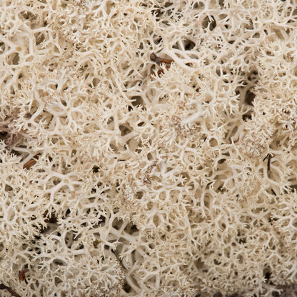 Vickerman Box Natural Moss Reindeer- 9 lb bulk Preserved