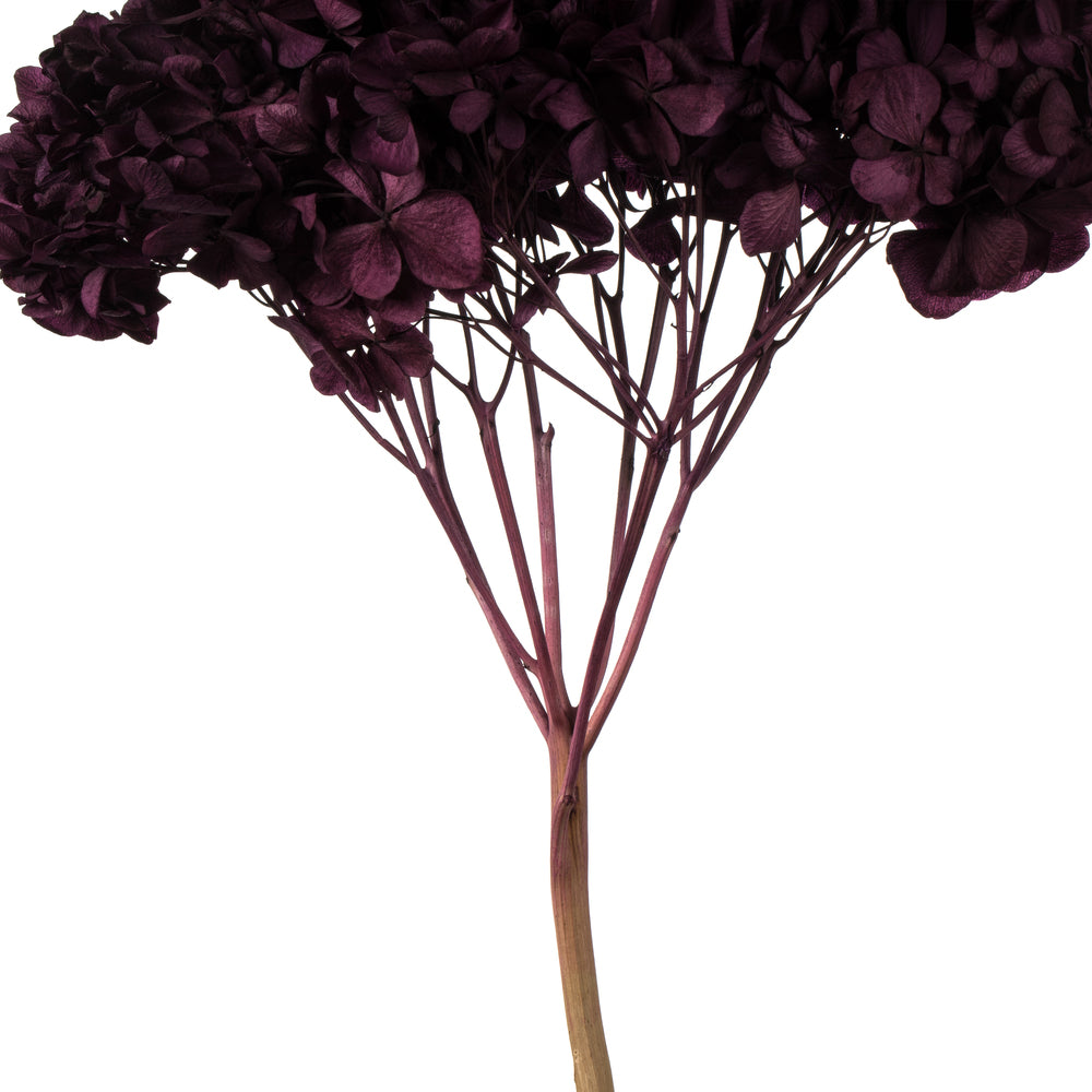 Vickerman 15" True Violet Hydrangea with Multiple Branch Segments. Preserved