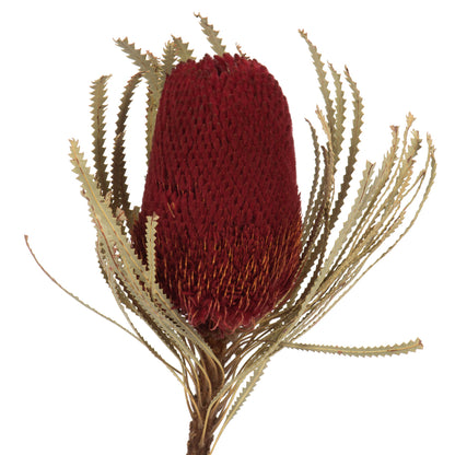 Vickerman 12" Jumbo Red Banksia Flower with Stem. Includes 3 Stems per Pack. Dried