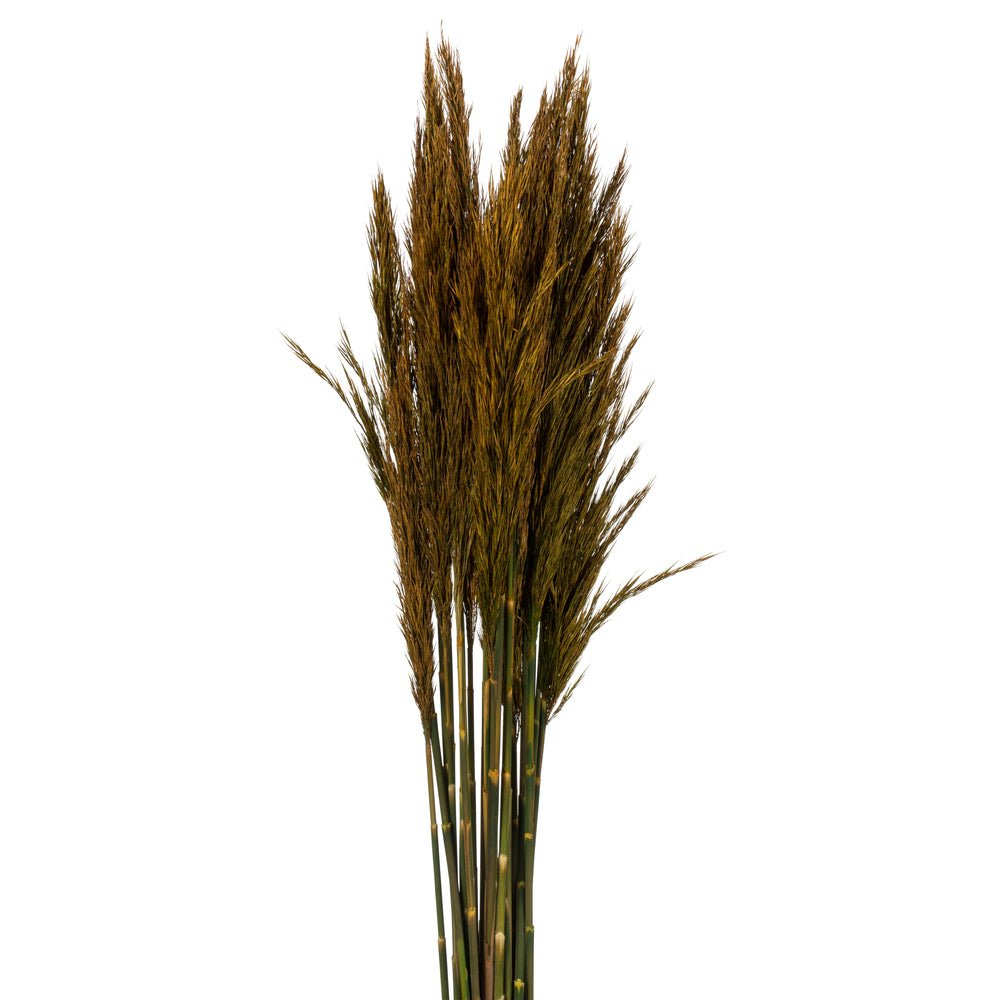 Vickerman 36" Aspen Gold Plume Reed Bundle (15-20 stems) Preserved