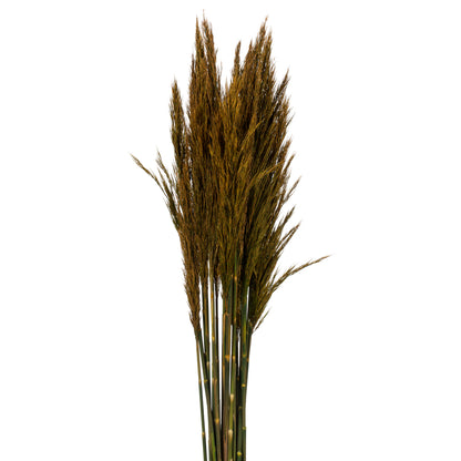 Vickerman 36" Aspen Gold Plume Reed Bundle (15-20 stems) Preserved