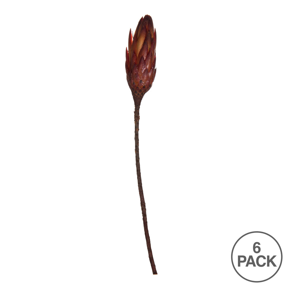 Vickerman 14" Red Repens on a Natural Stem.  Includes 6 Stems per Bundle Dried