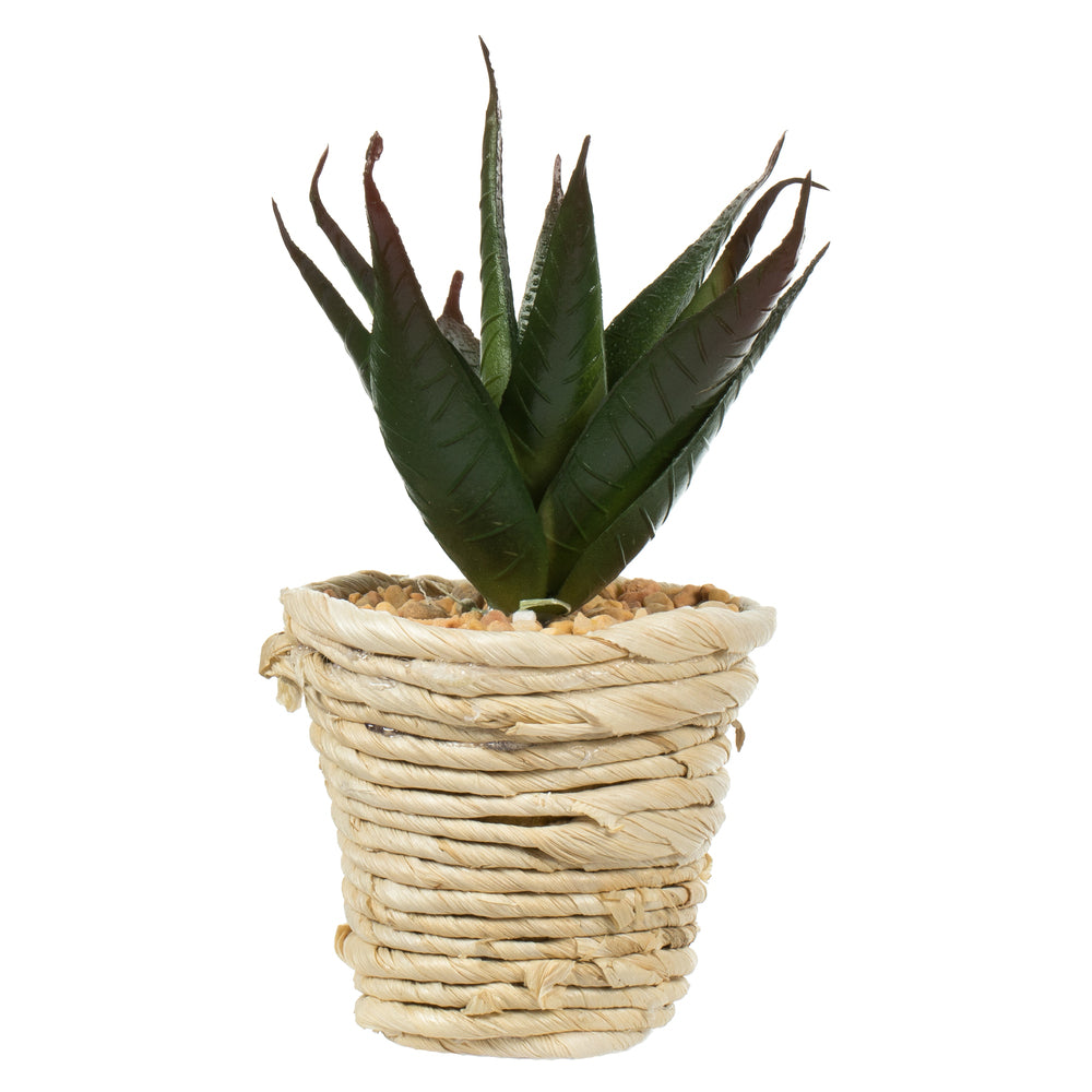 Vickerman 5" and 6" Artificial Assorted Potted Succulents.