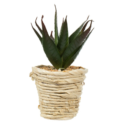 Vickerman 5" and 6" Artificial Assorted Potted Succulents.