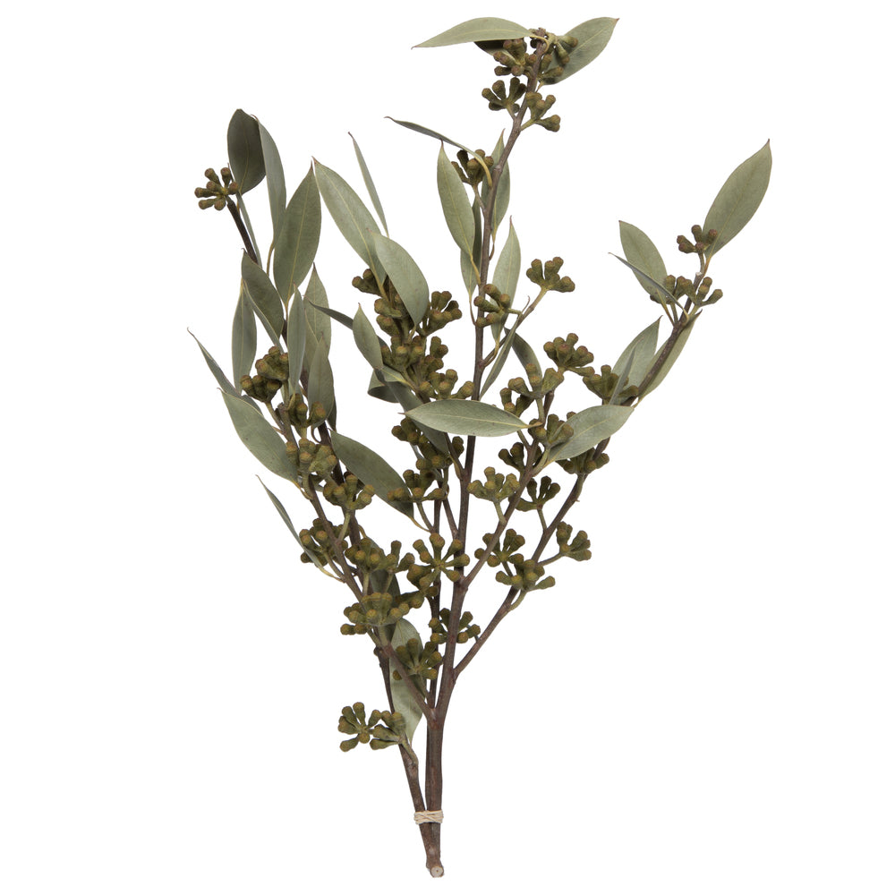 Vickerman Natural Botanicals 15-17" x 8" Natural Amber Fruit Foliage Natural Sulphured