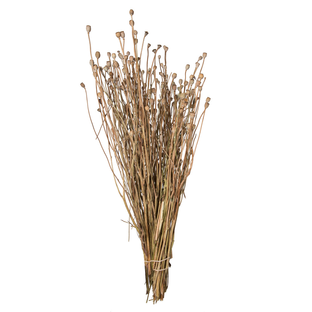 Vickerman Natural Botanicals 15-20" Poppy Pods 4 oz Bunch.