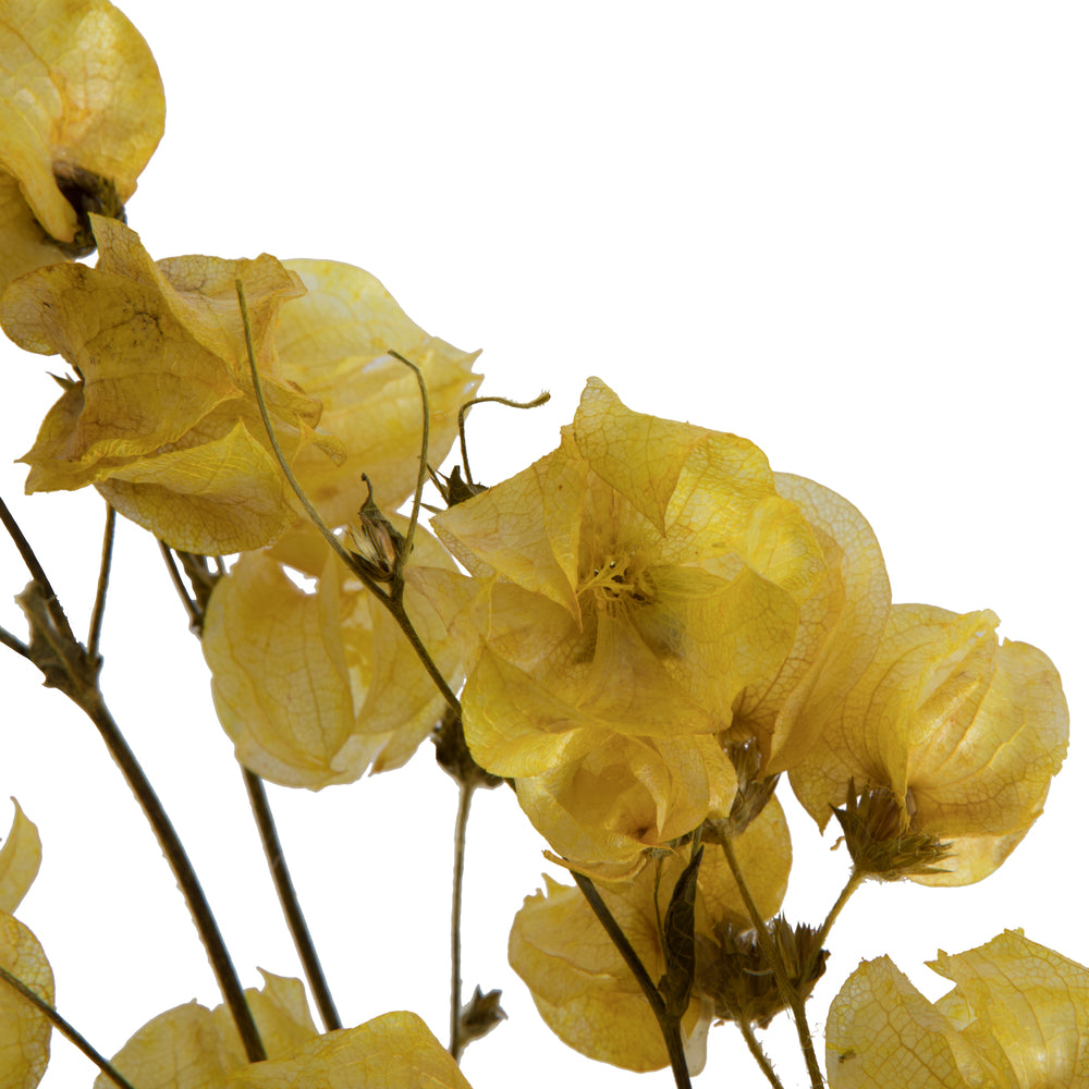 Vickerman 13.5-17" Yellow Dried Cara Blossom Bundle Preserved.