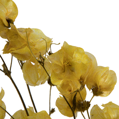 Vickerman 13.5-17" Yellow Dried Cara Blossom Bundle Preserved.