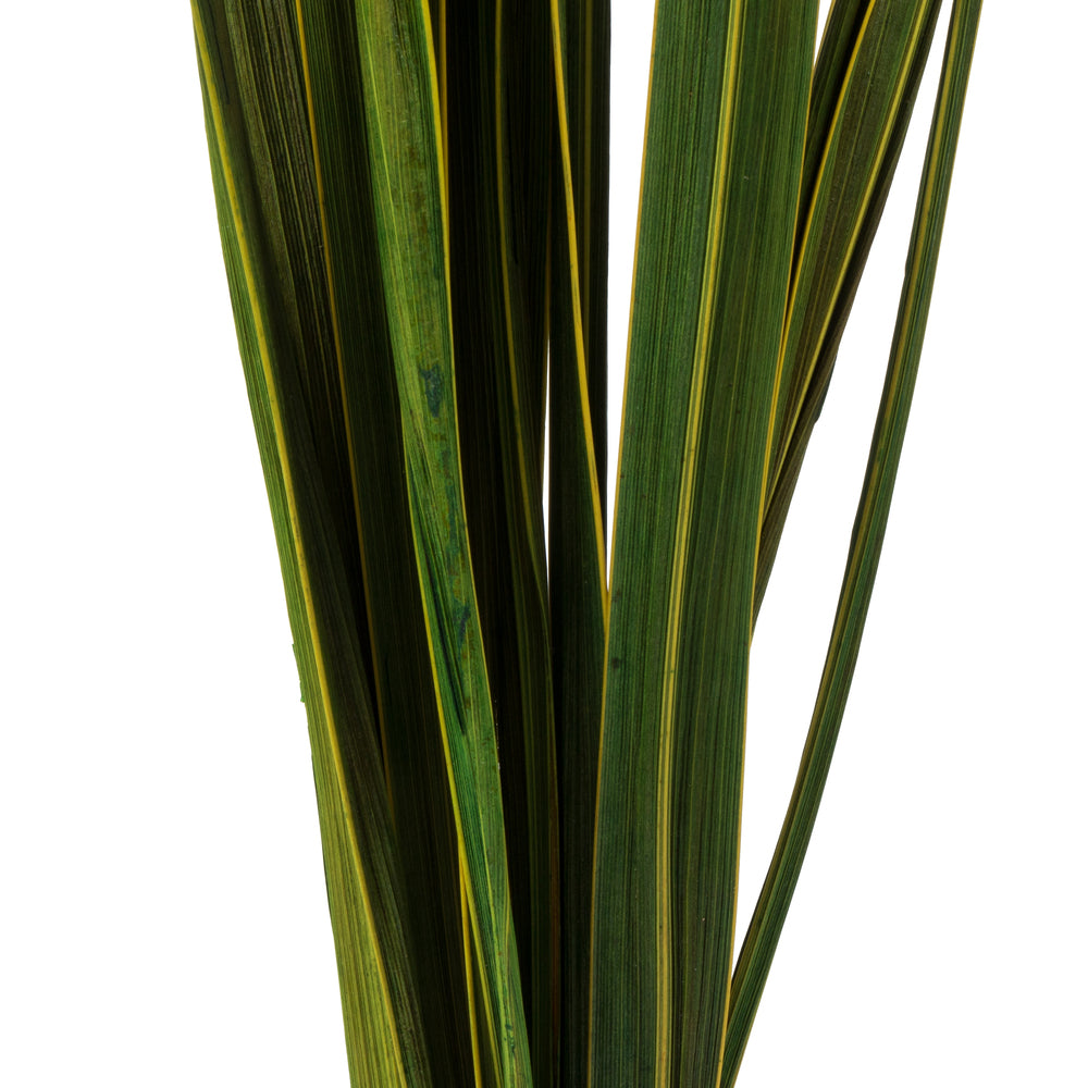 Vickerman 18-30" Basil Snake Grass. Includes 36 Stems (3 - 12 Stem Bundles) Dried