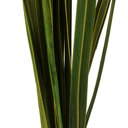 Vickerman 18-30" Basil Snake Grass. Includes 36 Stems (3 - 12 Stem Bundles) Dried