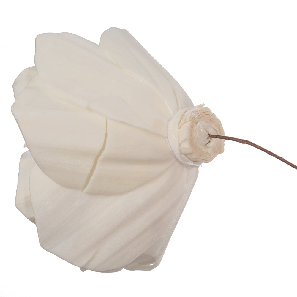 Vickerman Natural Botanicals 4" Natural Dried Gardenia Sola Flower on 12" wire stem- 12 stem/polybag.