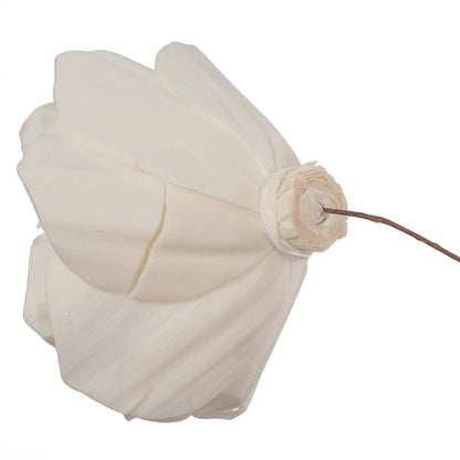 Vickerman Natural Botanicals 4" Natural Dried Gardenia Sola Flower on 12" wire stem- 12 stem/polybag.