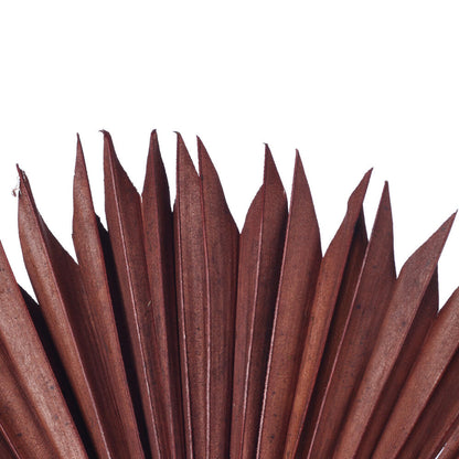 Vickerman Natural Botanicals 13.75 - 19.5" Chocolate Dried Palm Sun Spear 12 per bag.