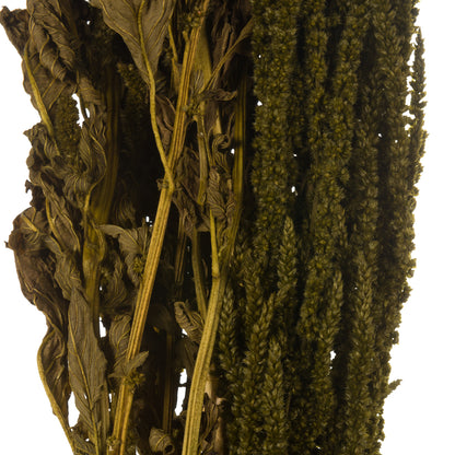 Vickerman 30" Olive Green Amaranthus Bundle Preserved