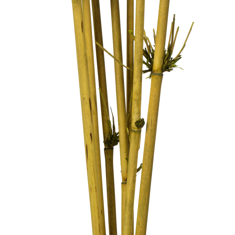 Vickerman 36-40" Basil Star Bamboo Reed 7 stems Dried