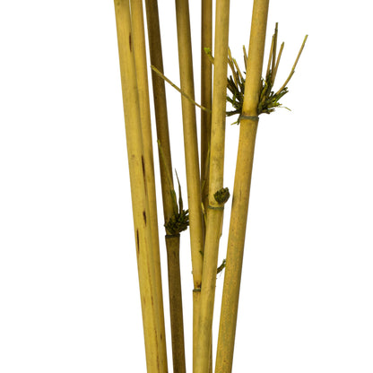 Vickerman 36-40" Basil Star Bamboo Reed 7 stems Dried