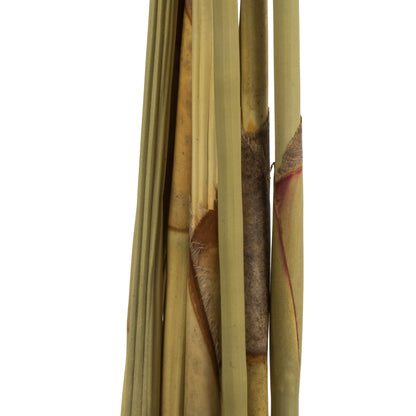 Vickerman 18-24" Cream Platy Cone on Reed Stem Includes 10 stems Dried
