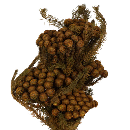 Vickerman 12-16" Autumn Brunia 4 oz Preserved
