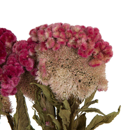 Vickerman Natural Botanicals 18-24" Raspberry Dried Celosia Coxcomb 4 oz. Bunch.