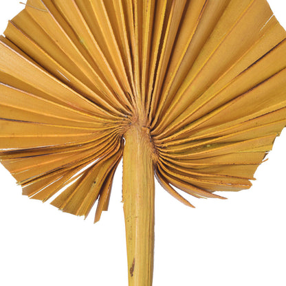 Vickerman Natural Botanicals 15.75 - 19.5" Aspen Gold Dried Palm Spear 12 per bag.