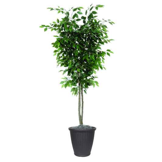 Vickerman 6' Artificial Ficus Deluxe Tree Gray Round Plastic Container.