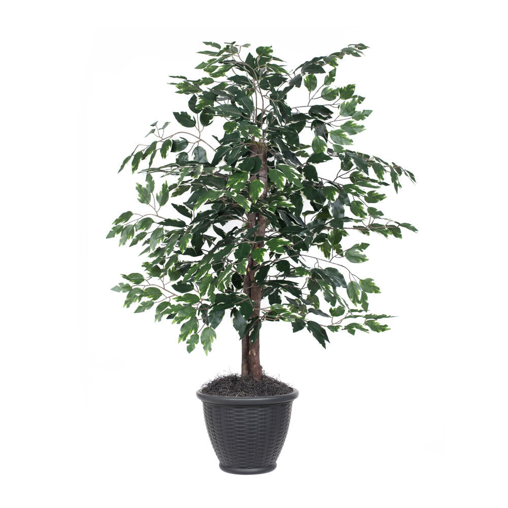 Vickerman 4' Artificial Variegated Ficus Bush Gray Round Plastic Container.