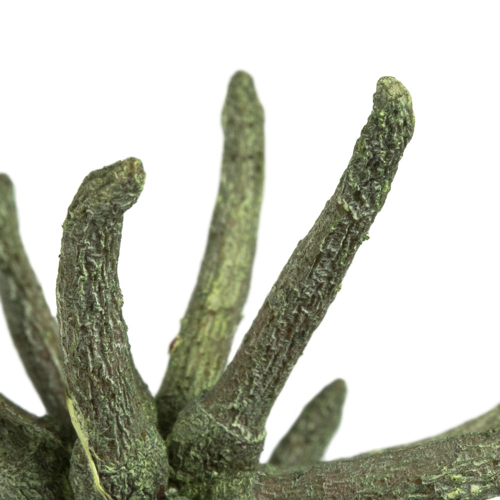 Vickerman 3-4" Frosted Green Spider Claws Includes 16-20 pieces per tray Dried