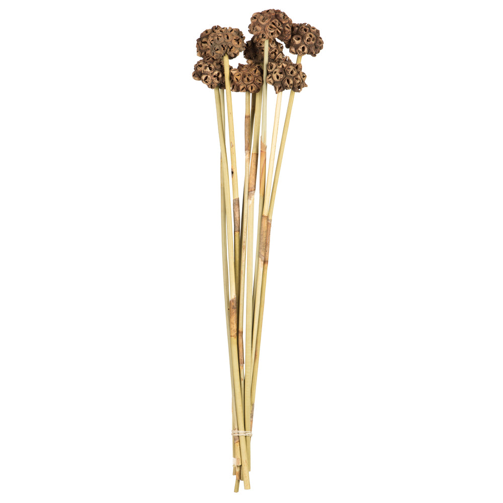 Vickerman 18-24" Natural Spider Knobs on Reed Stem 9 stems Dried