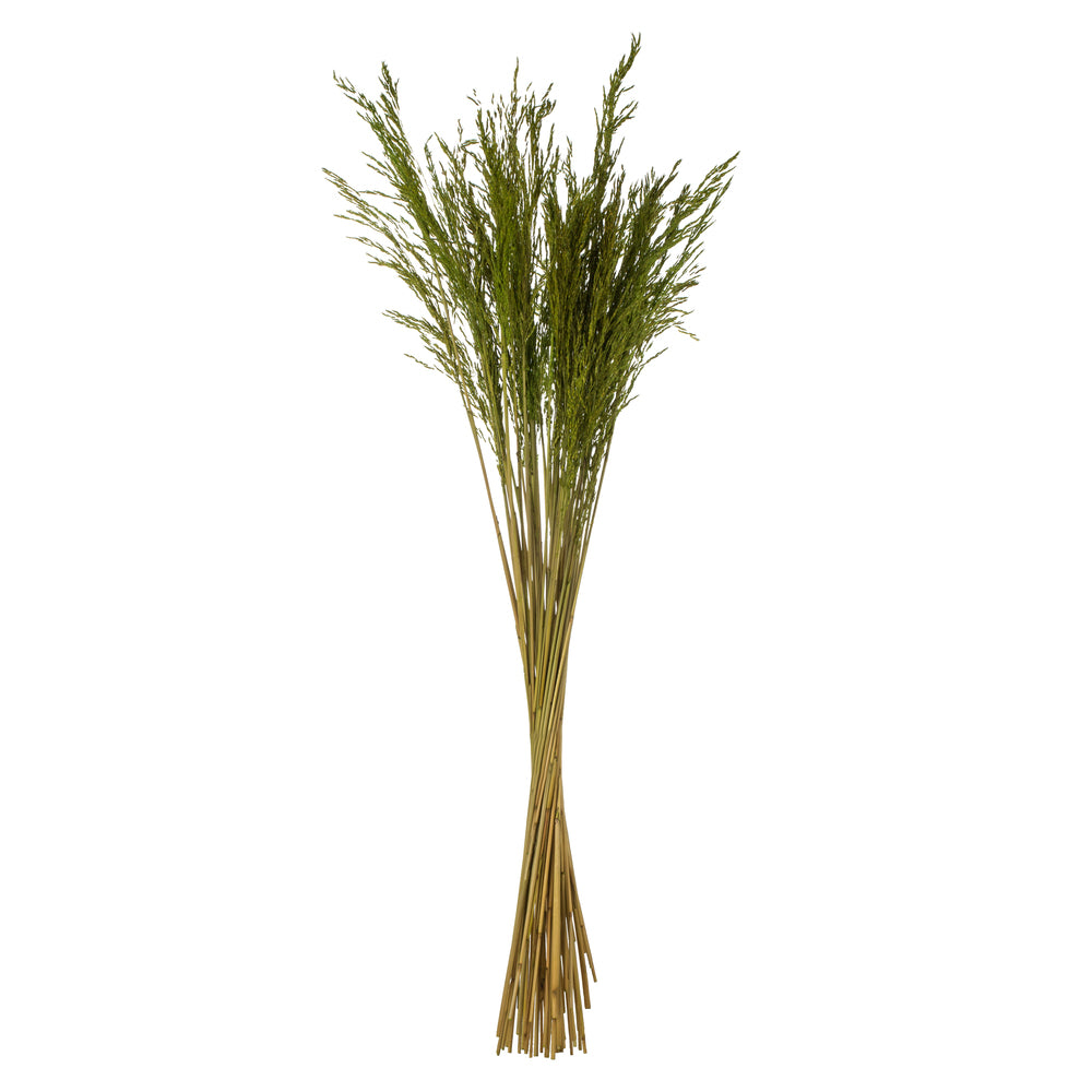 Vickerman 36" Green Congo Grass 8 oz Bundle Dried