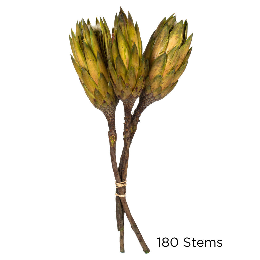 Vickerman 8-12" Basil Repens - Natural Stem - Bulk case 180 pieces Dried