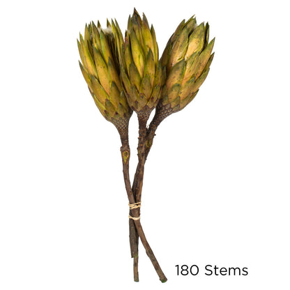 Vickerman 8-12" Basil Repens - Natural Stem - Bulk case 180 pieces Dried