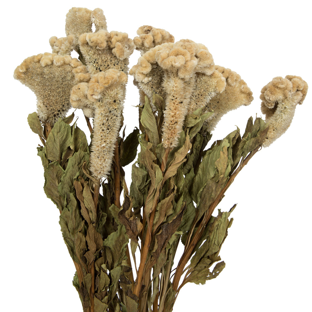 Vickerman Natural Botanicals 18-24" Cream Dried Celosia Coxcomb 4 oz. Bunch