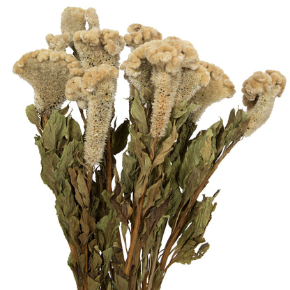 Vickerman Natural Botanicals 18-24" Cream Dried Celosia Coxcomb 4 oz. Bunch