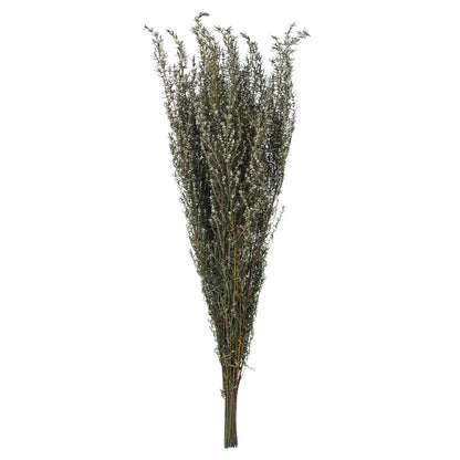 Vickerman 22-26" Natural White Grabia 5-6 oz Bundle Preserved