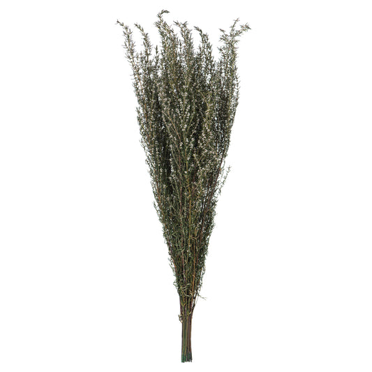 Vickerman 22-26" Natural White Grabia 5-6 oz Bundle Preserved