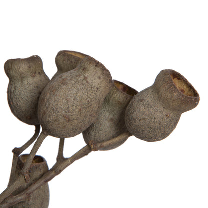 Vickerman Natural Botanicals 11" x 4" Bellgum Branch 5-7 Bells 10 stems per unit