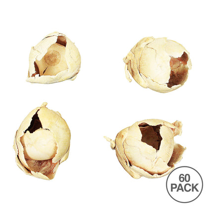 Vickerman 2-3" Bleached Cacho Pod Bulk bulk case 60 per Box Dried